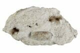 Eocene Fossil Snake Egg - Bouxwiller, France #366889-1